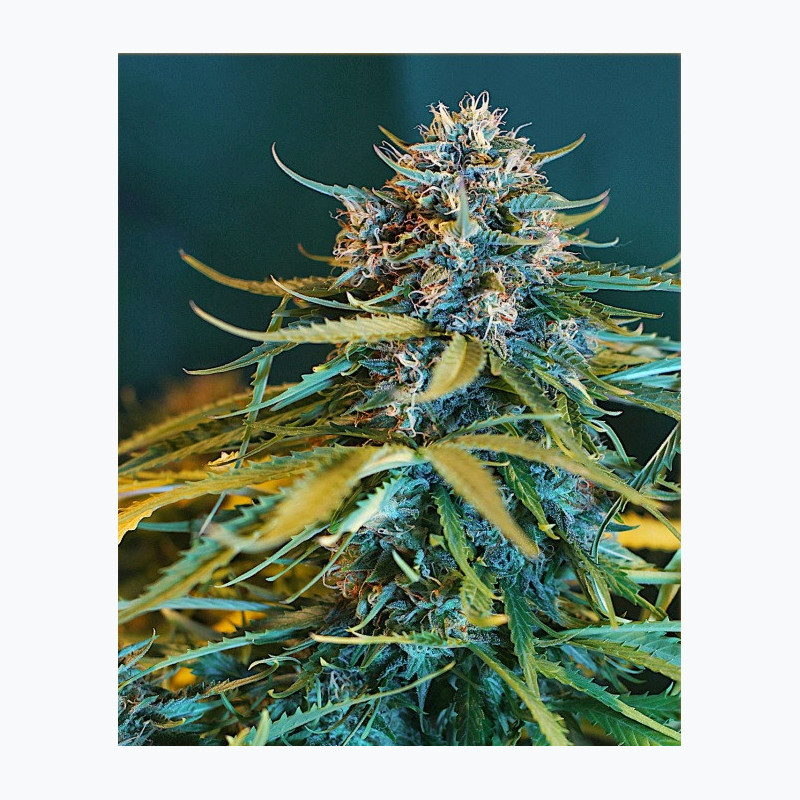 Feminizowane nasiona marihuany Auto OG Kush