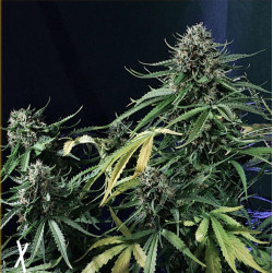 Feminizowane nasiona marihuany Auto OG Kush