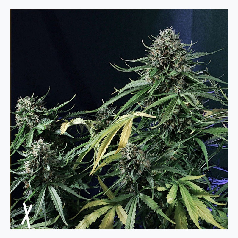 Feminizowane nasiona marihuany Auto OG Kush