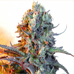 Feminizowane nasiona marihuany Auto Super Skunk