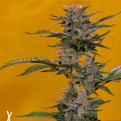 Feminizowane nasiona marihuany Auto Triple XL