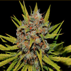 Feminizowane nasiona marihuany Fast AK 47