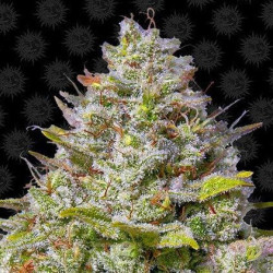 Blue Gelato 41 Barnye's Farm