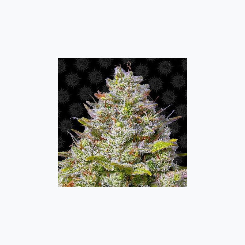 Blue Gelato 41 Blue Gelato 41