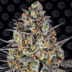 LSD Barnye's Farm