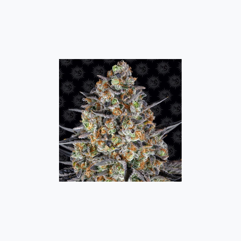 LSD LSD
