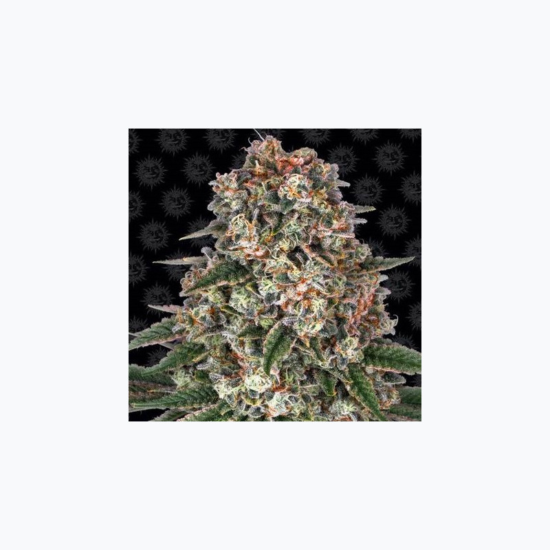 Tropicanna Banana