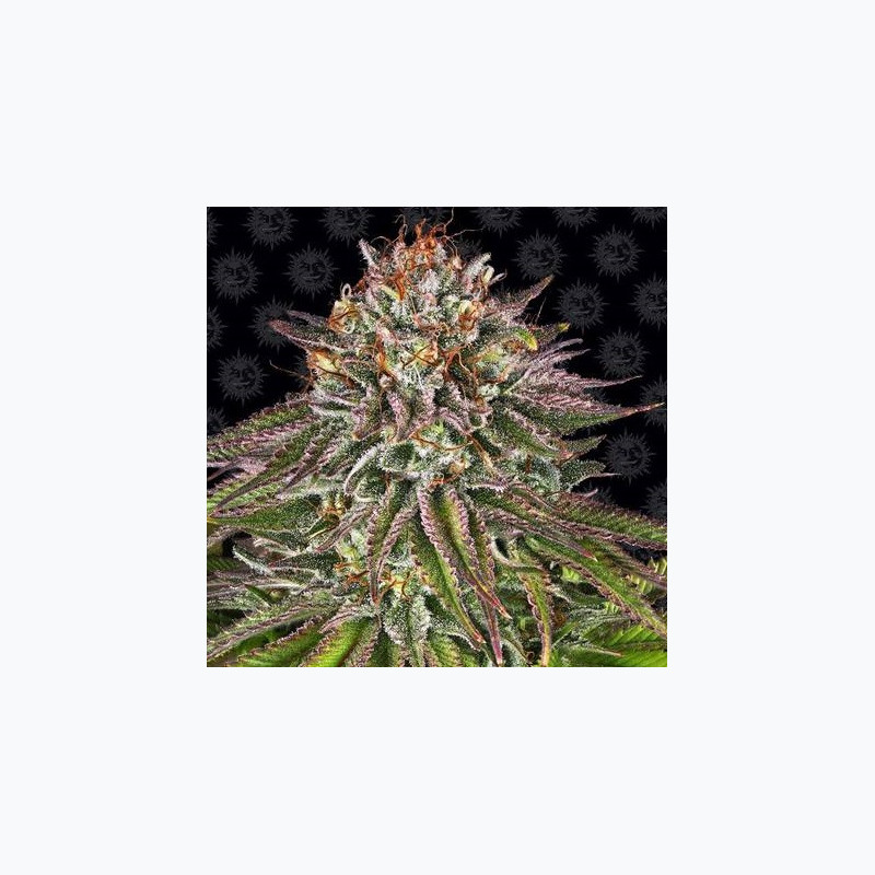 Critical Kush Critical Kush