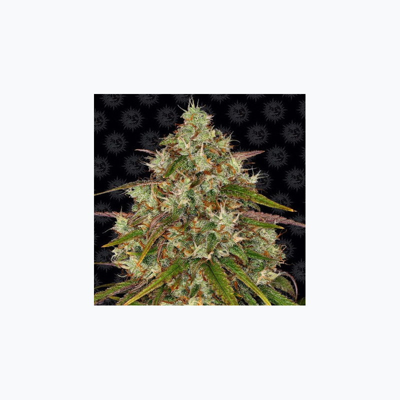 Liberty Haze Liberty Haze