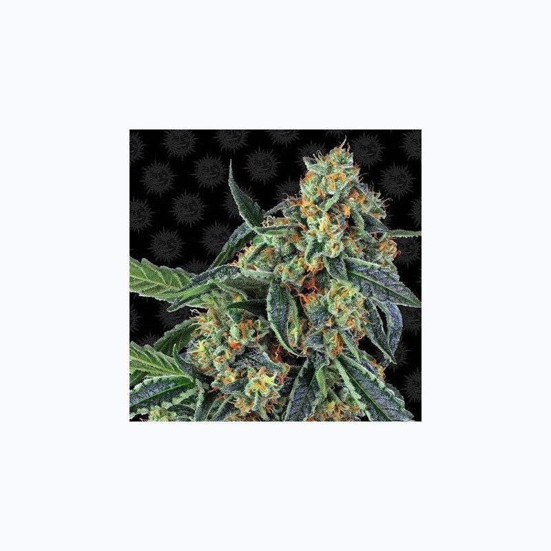Cookies Kush Cookies Kush
