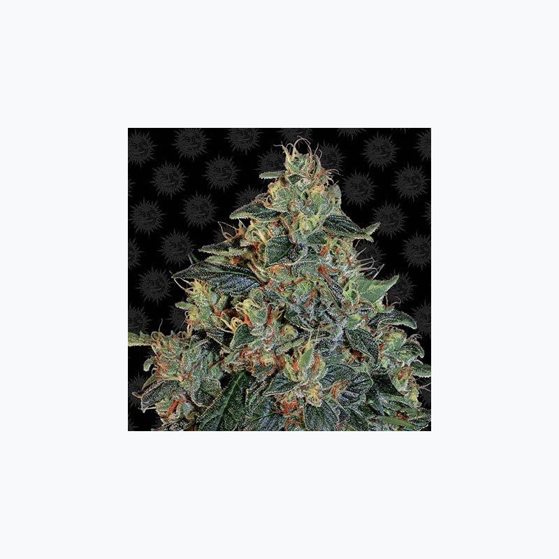 Blueberry OG Blueberry OG