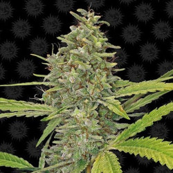 G13 Haze