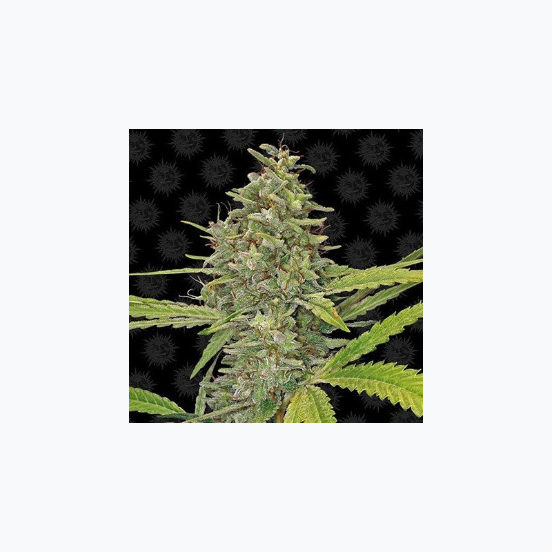 G13 Haze