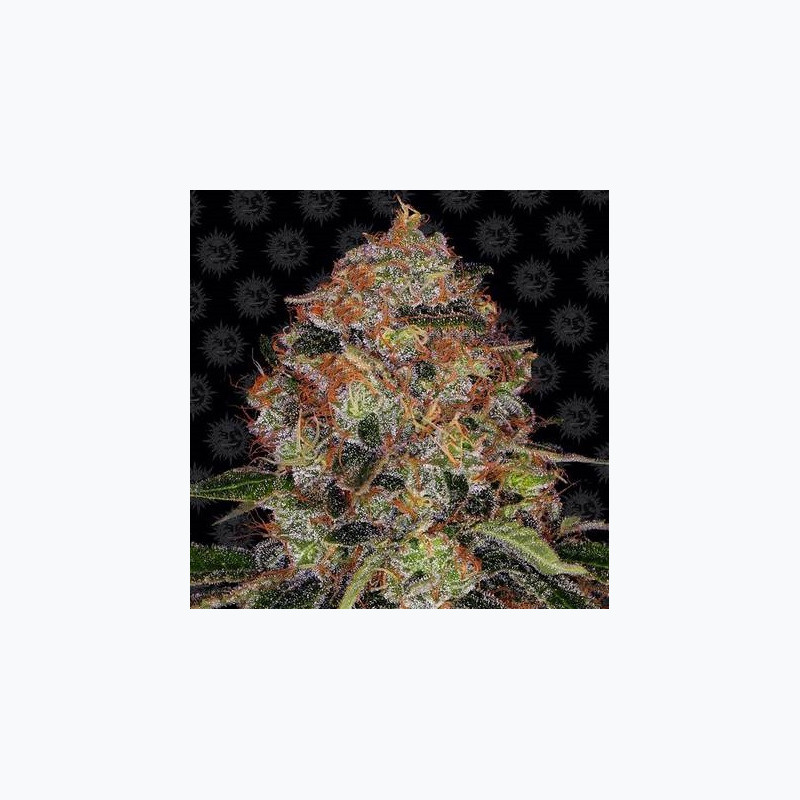 Shiskaberry Shiskaberry
