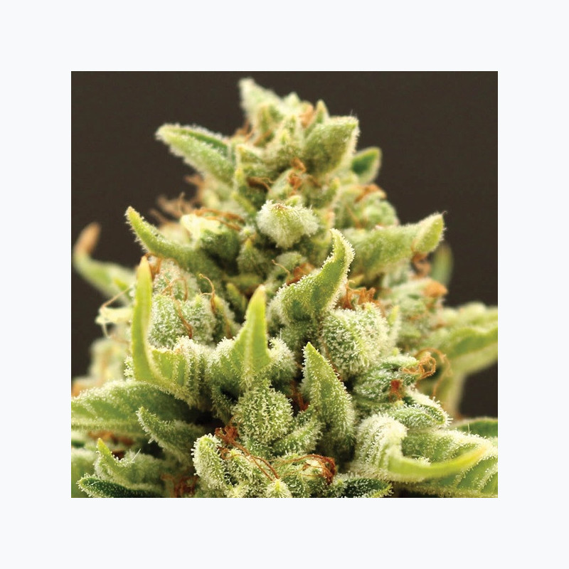 Banana Kush Auto Banana Kush Auto