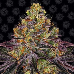 Watermelon Zkittlez