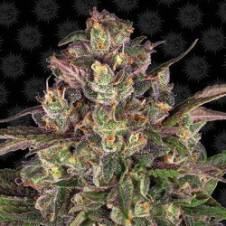 Peyote Critical