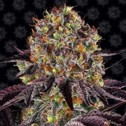 Runtz X Layer Cake