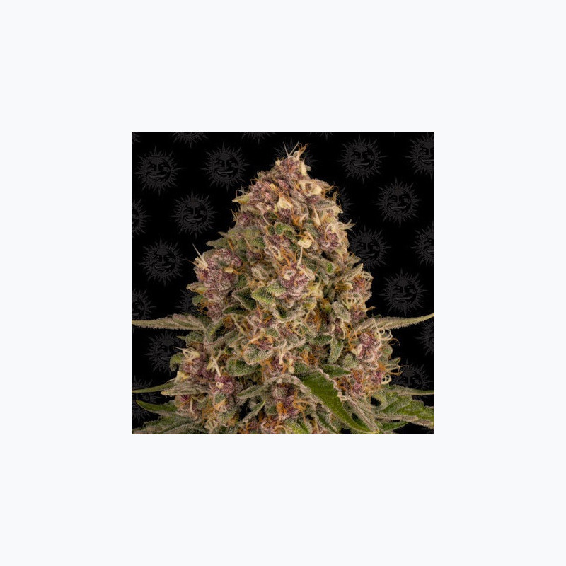Pink Kush Pink Kush