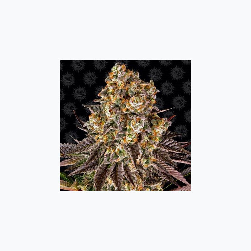 Gelato #45 Gelato #45