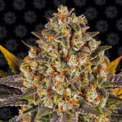 Banana Punch