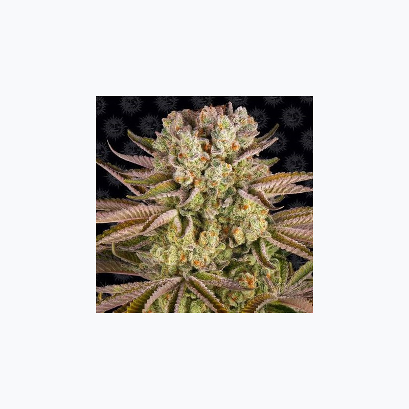 Pineapple Express Pineapple Express