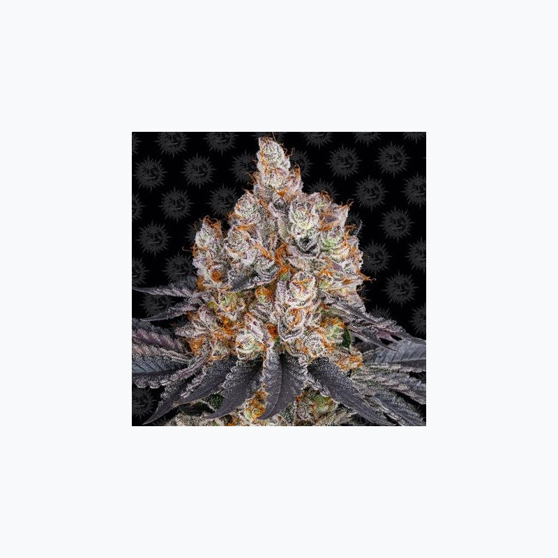 Gelato Gelato