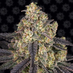 Kush Mintz