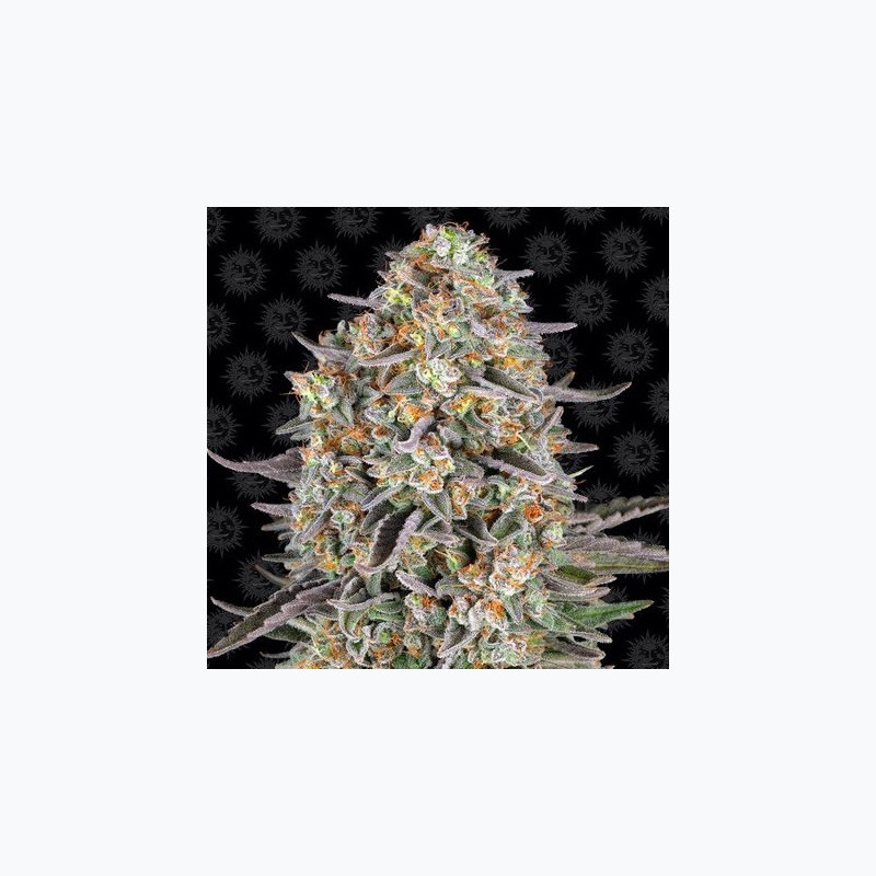 Sour Strawberry Sour Strawberry