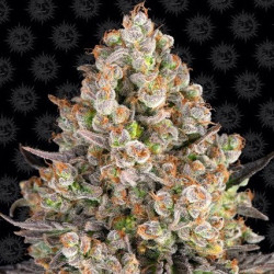 OG Kush