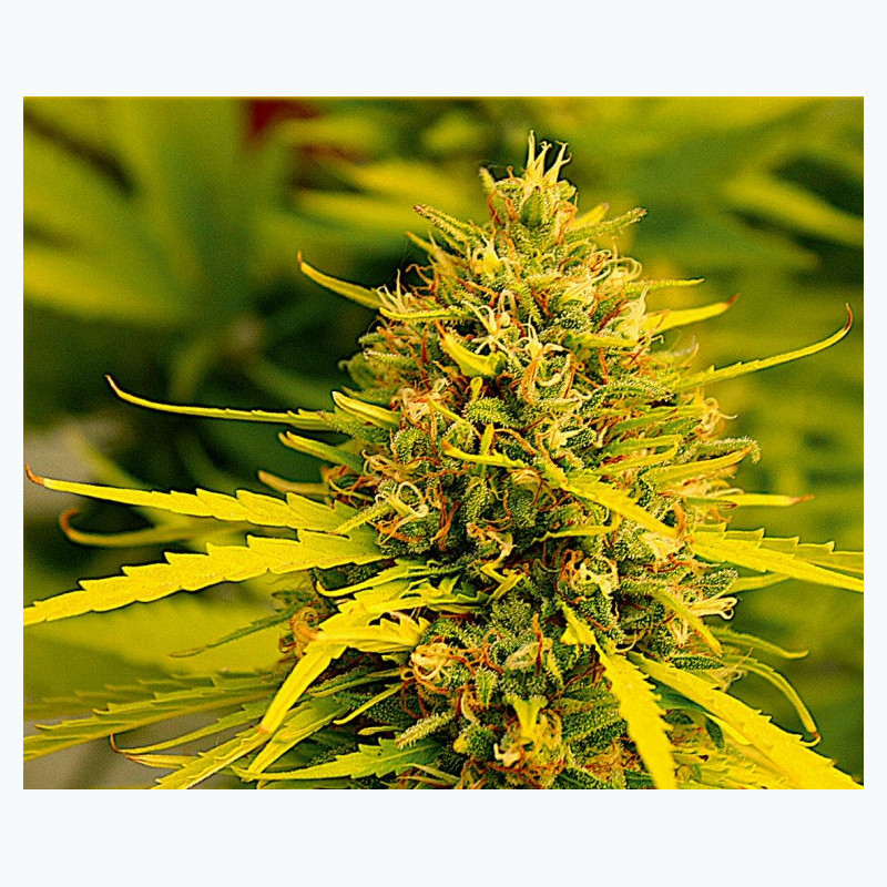 Feminizowane nasiona marihuany Fast Jack Herer