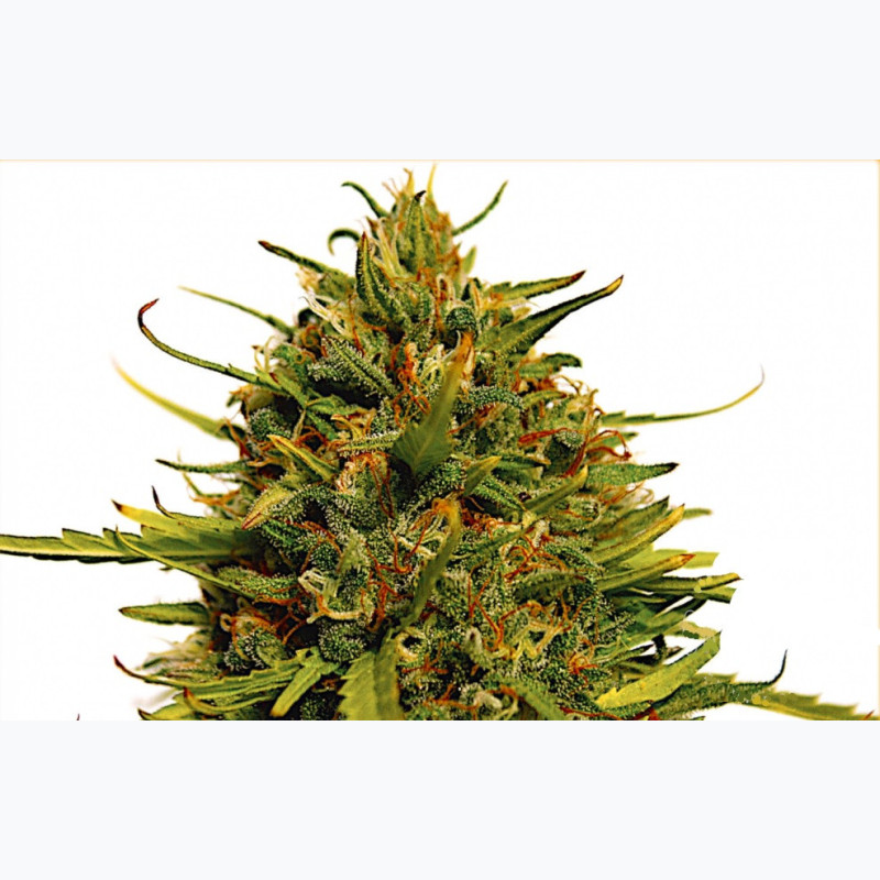 Feminizowane nasiona marihuany Fast Jack Herer