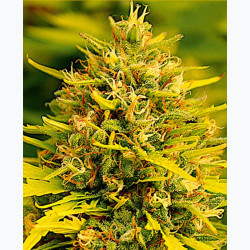 Feminizowane nasiona marihuany Fast Jack Herer