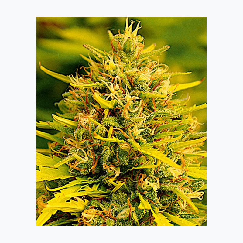 Feminizowane nasiona marihuany Fast Jack Herer