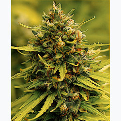 Feminizowane nasiona marihuany Fast Jack Herer