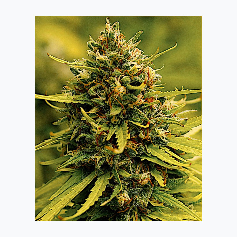 Feminizowane nasiona marihuany Fast Jack Herer
