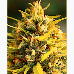 Feminizowane nasiona marihuany Fast Jack Herer