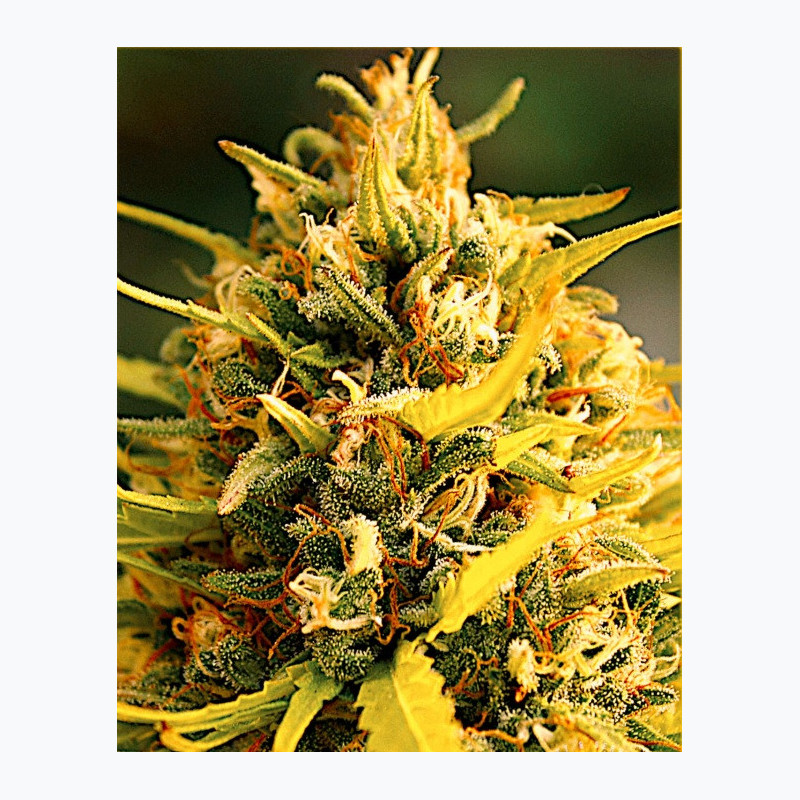 Feminizowane nasiona marihuany Fast Jack Herer