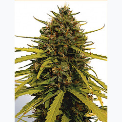 Feminizowane nasiona marihuany Fast Jack Herer