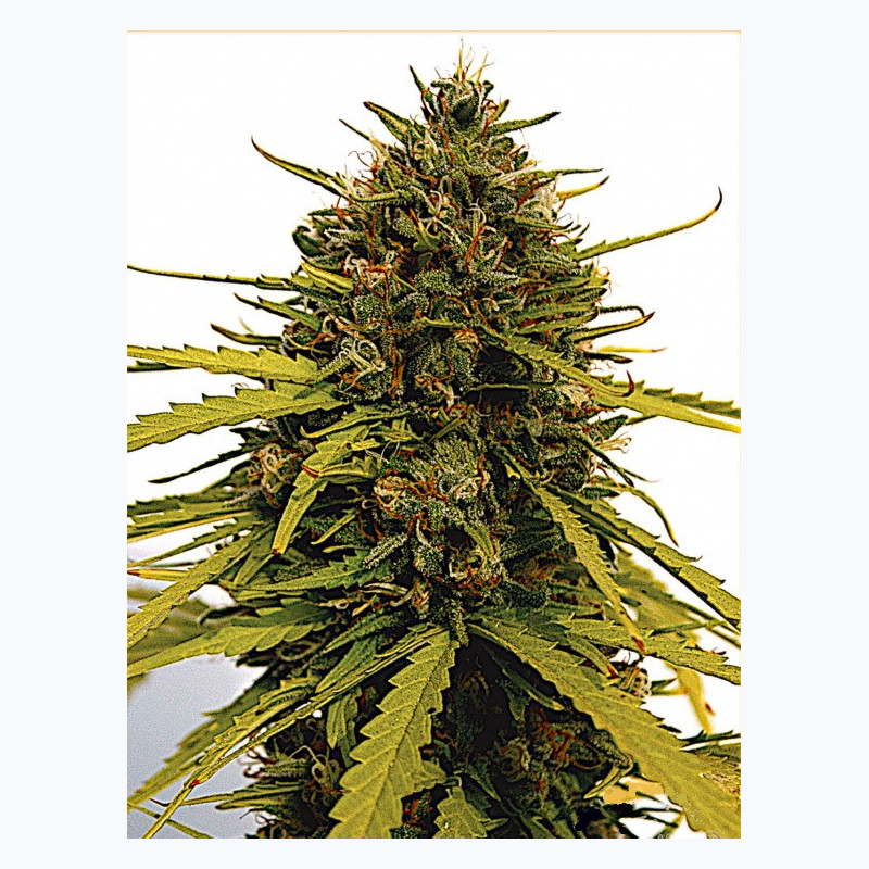 Feminizowane nasiona marihuany Fast Jack Herer