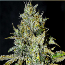 Feminizowane nasiona marihuany Fast Big Bud