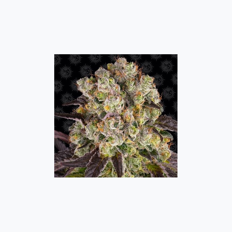 Purple Punch x Lemon Drizzle Purple Punch x Lemon Drizzle