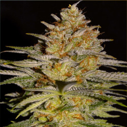 Feminizowane nasiona marihuany Bubblegum
