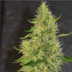 Feminizowane nasiona marihuany Bruce Banner