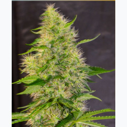 Feminizowane nasiona marihuany Bruce Banner