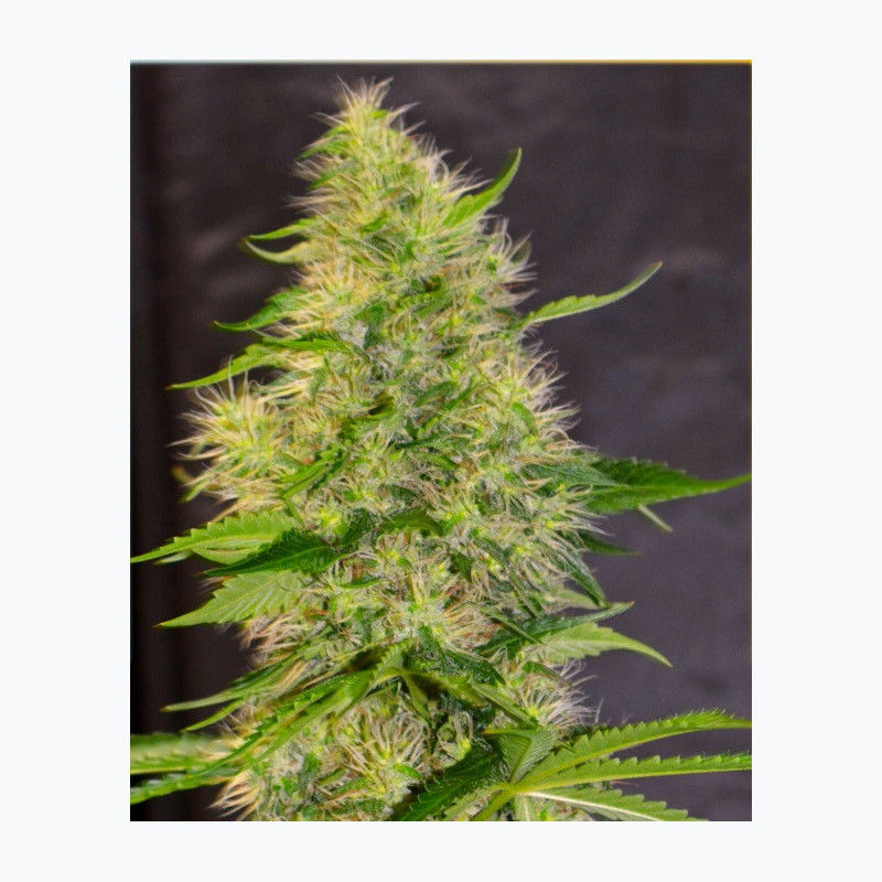 Feminizowane nasiona marihuany Bruce Banner