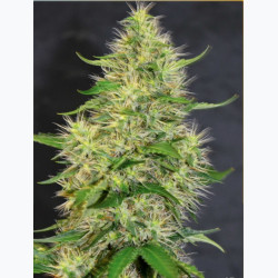 Feminizowane nasiona marihuany Bruce Banner