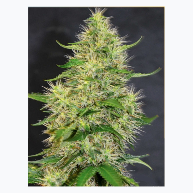 Feminizowane nasiona marihuany Bruce Banner
