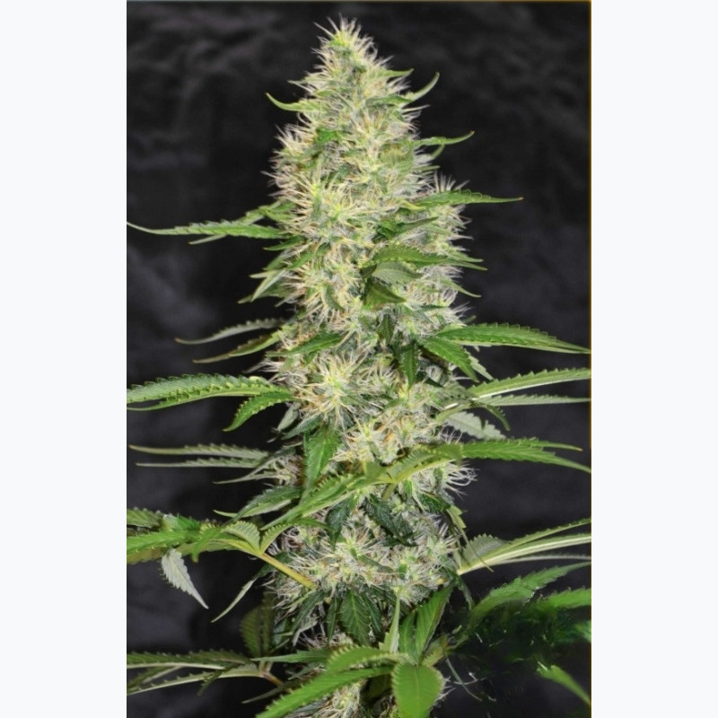 Feminizowane nasiona marihuany Bruce Banner