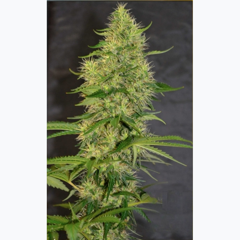 Feminizowane nasiona marihuany Bruce Banner